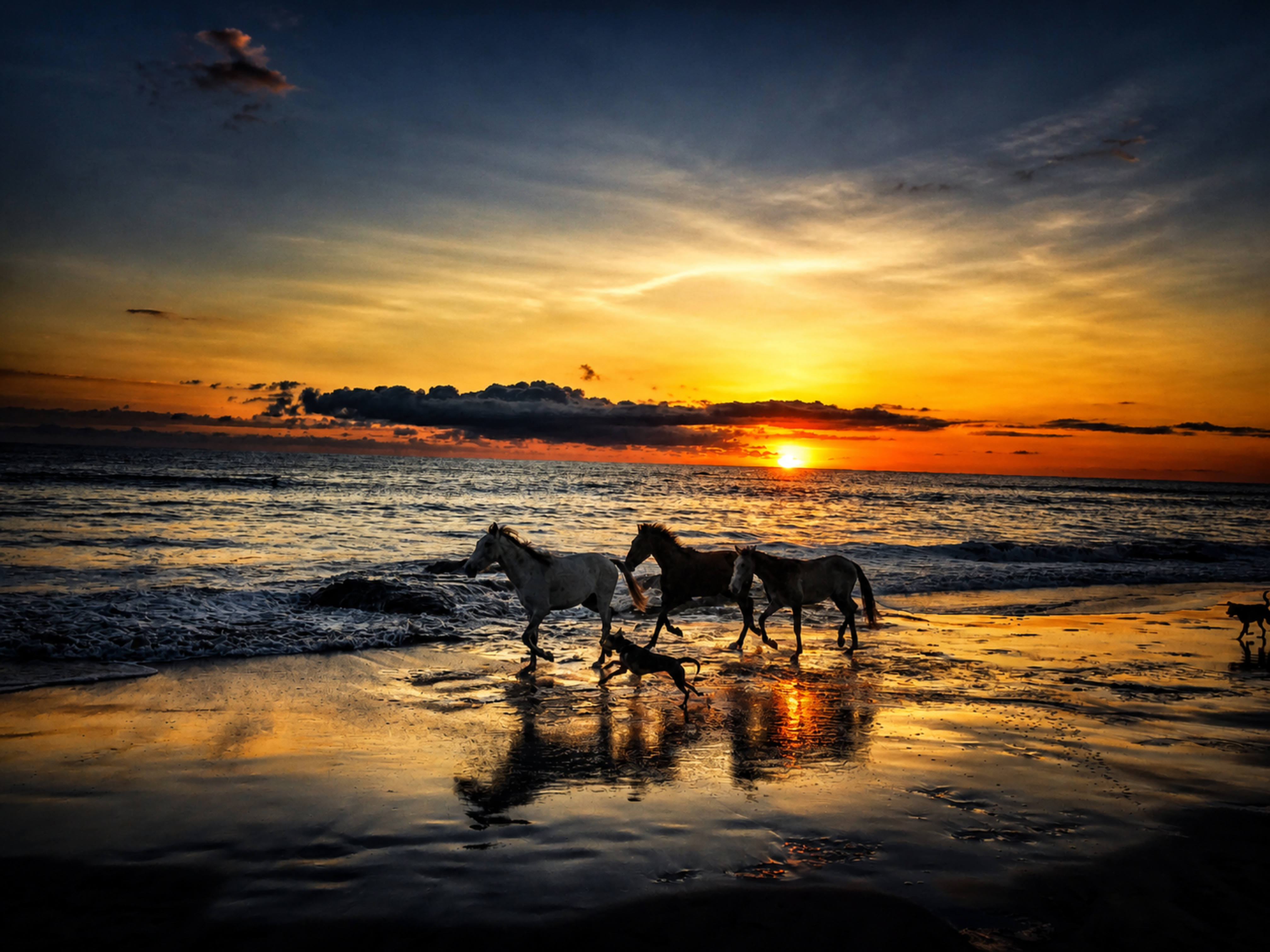 Playa Junquillal Horses Sunset