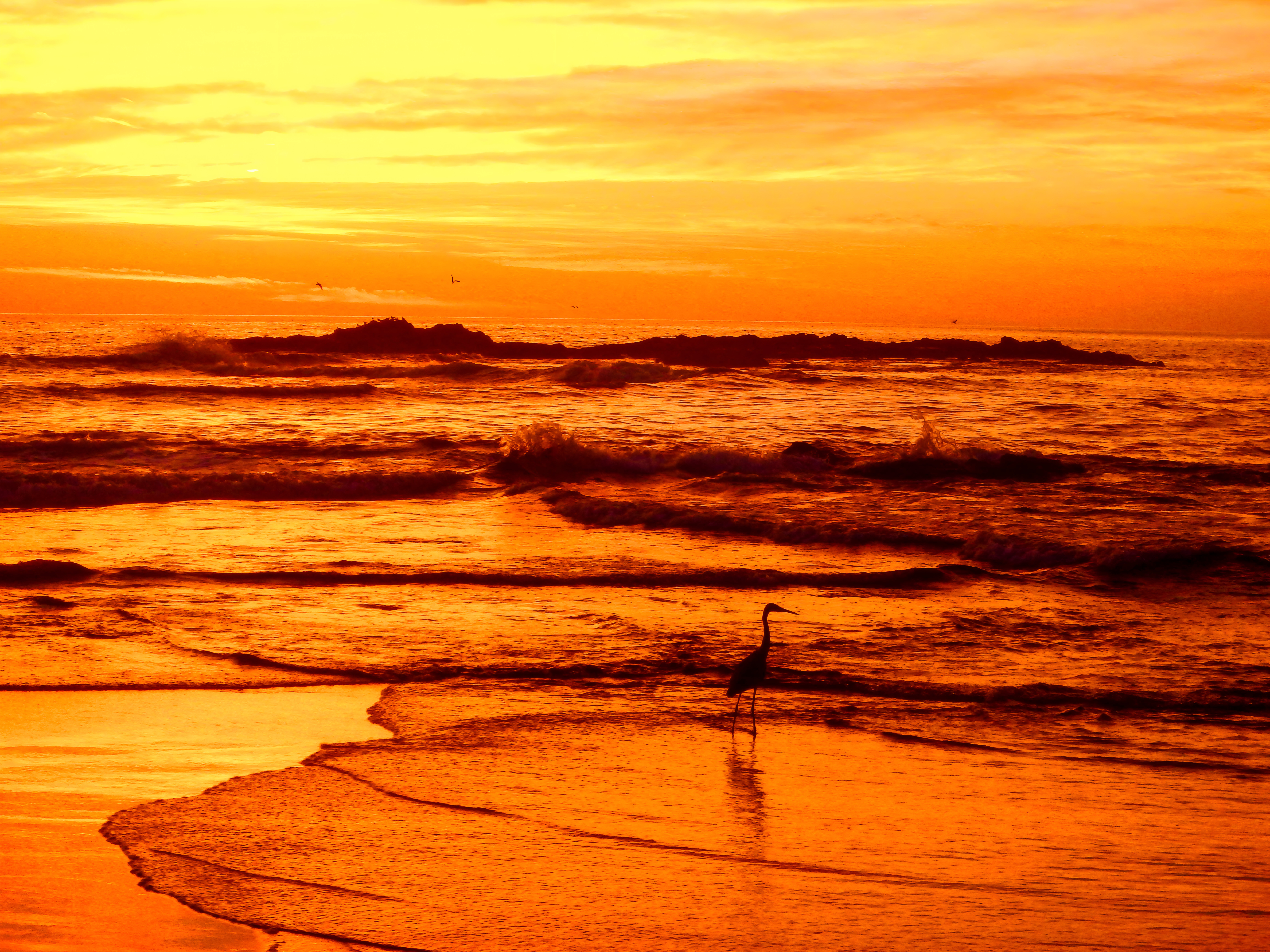 Lonely Bird Silhouette Sunset